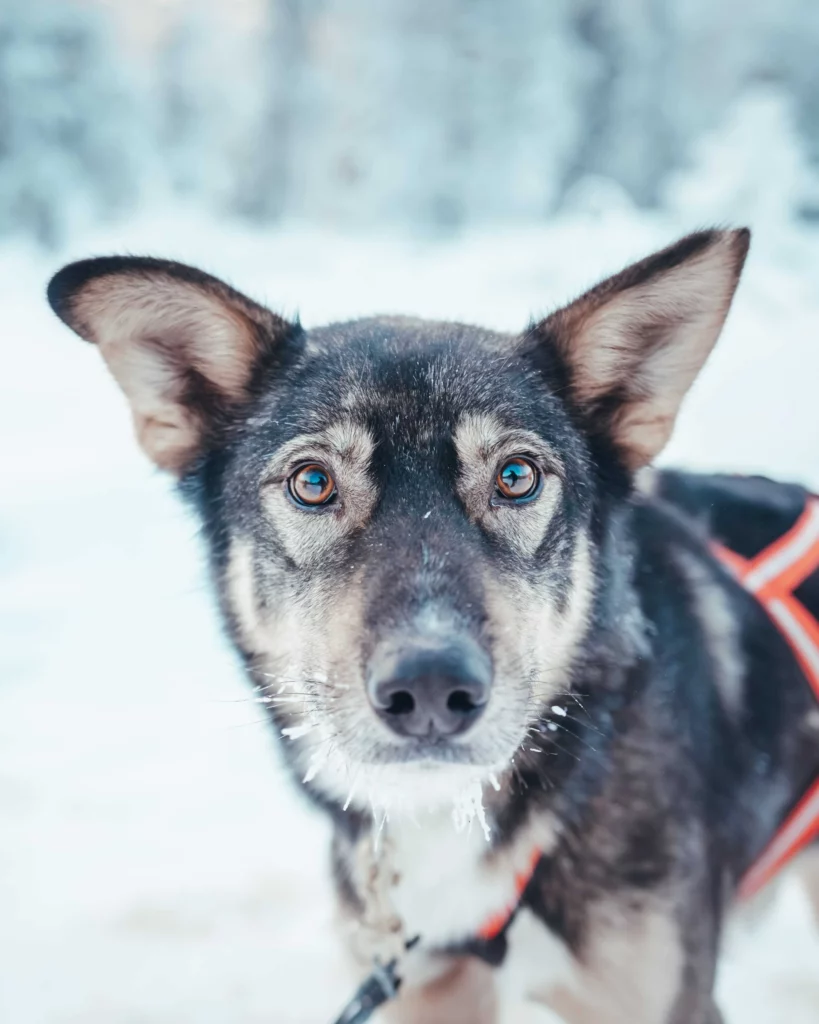 Kuoksa Husky & Snowmobile combo activity, husky tour part. Husky safari, husky tour, husky activity. Snowmobile activity, snowmobile safari, snowmobile tour in Rovaniemi, Lapland, finland. Kuoksa husky park, kuoksa wilderness park
