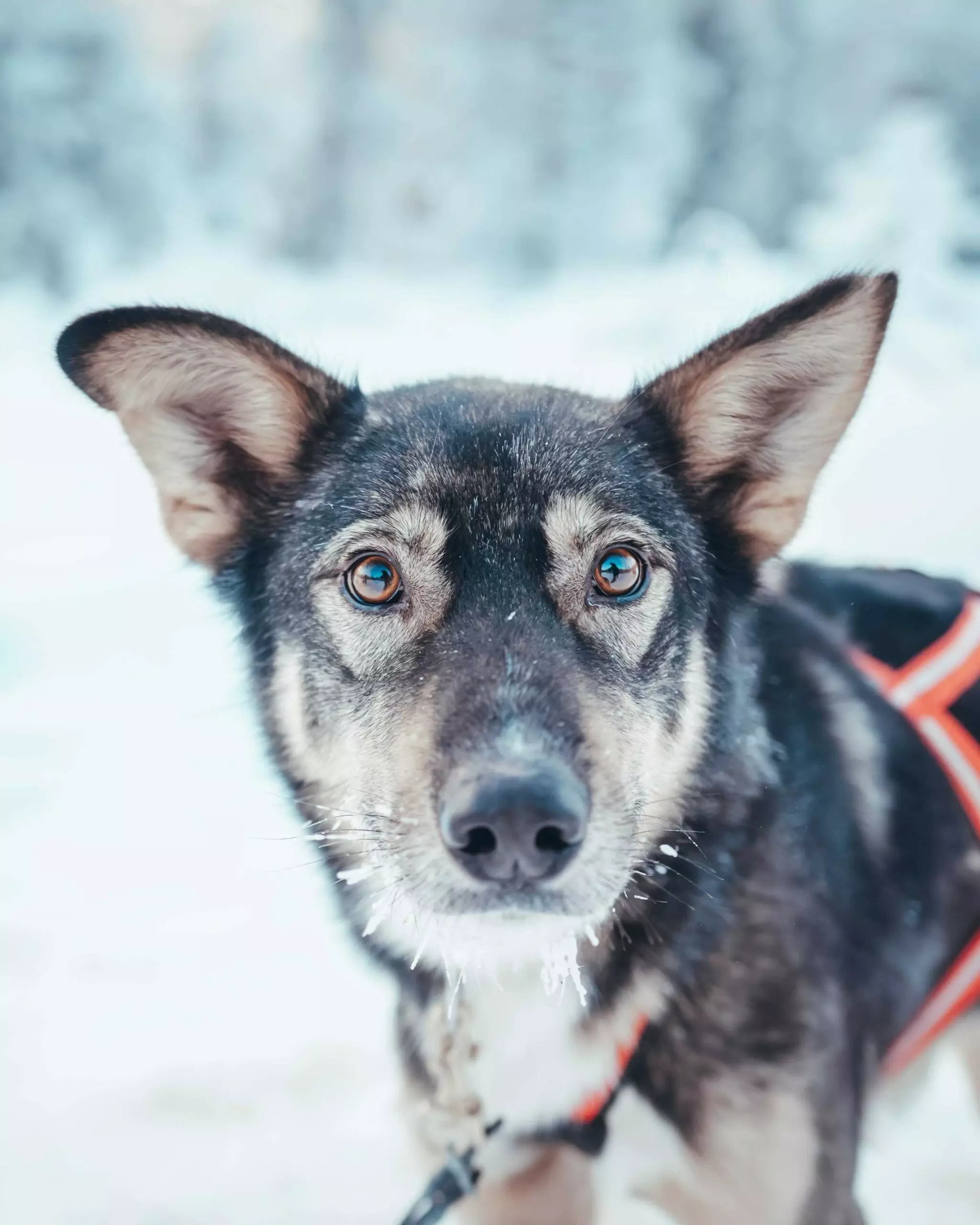 Kuoksa Husky & Snowmobile combo activity, husky tour part. Husky safari, husky tour, husky activity. Snowmobile activity, snowmobile safari, snowmobile tour in Rovaniemi, Lapland, finland. Kuoksa husky park, kuoksa wilderness park