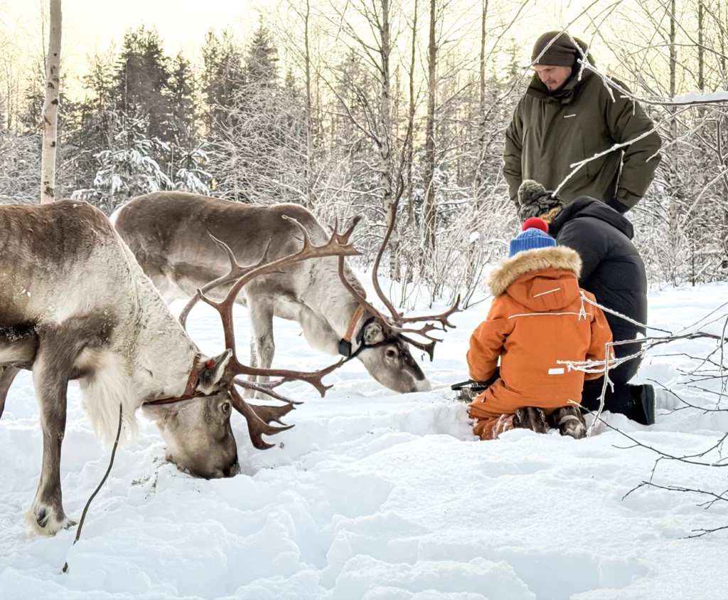 Kuoksa Reindeer Stories Visit in Rovaniemi, Lapland, Finland. Reindeer tour, reindeer safari, reindeer activity, Kuoksa wilderness park, StayLapland.