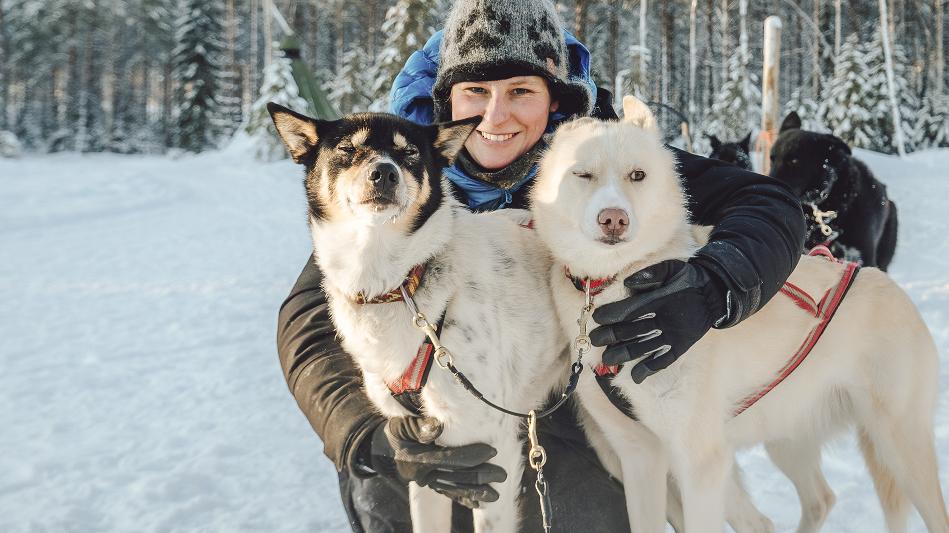 Kuoksa Husky park. Kuoksa Wilderness park, rovaniemi, lapland, finland. Husky safaris, husky tours, husky activities. Staylapland