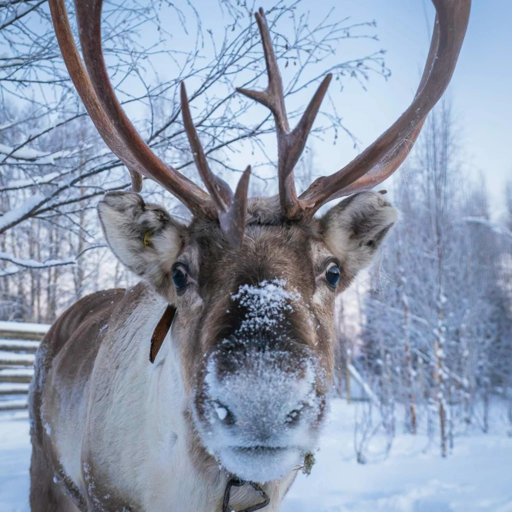 Reindeer in Kuoksa Reindeer Stories. Reindeer safari. Reindeer sleigh ride. Kuoksa Wilderness Park, Staylapland, Rovaniemi, Lapland.