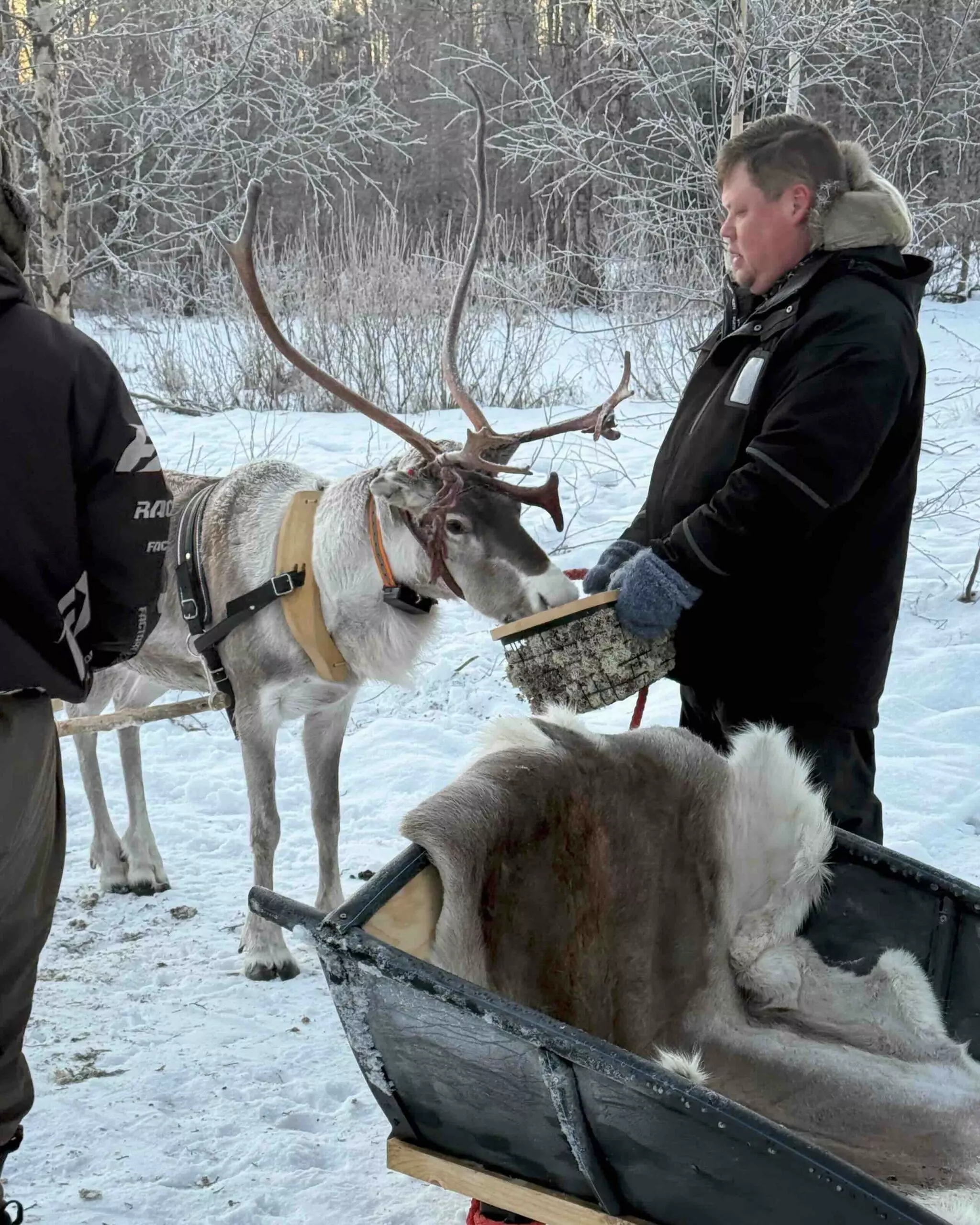 StayLapland Kuoksa Reindeer with Customer. Reindeer Sleigh ride. Kuoksa Reindeer stories, kuoksa wilderness park. Rovaniemi Lapland.