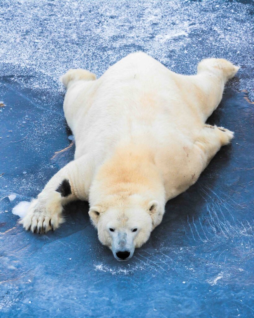 StayLapland Ranua WildLife Zoo Park visit activity from Rovaniemi. Ranua zoo tour, Ranua zoo tour. Lapland, finland