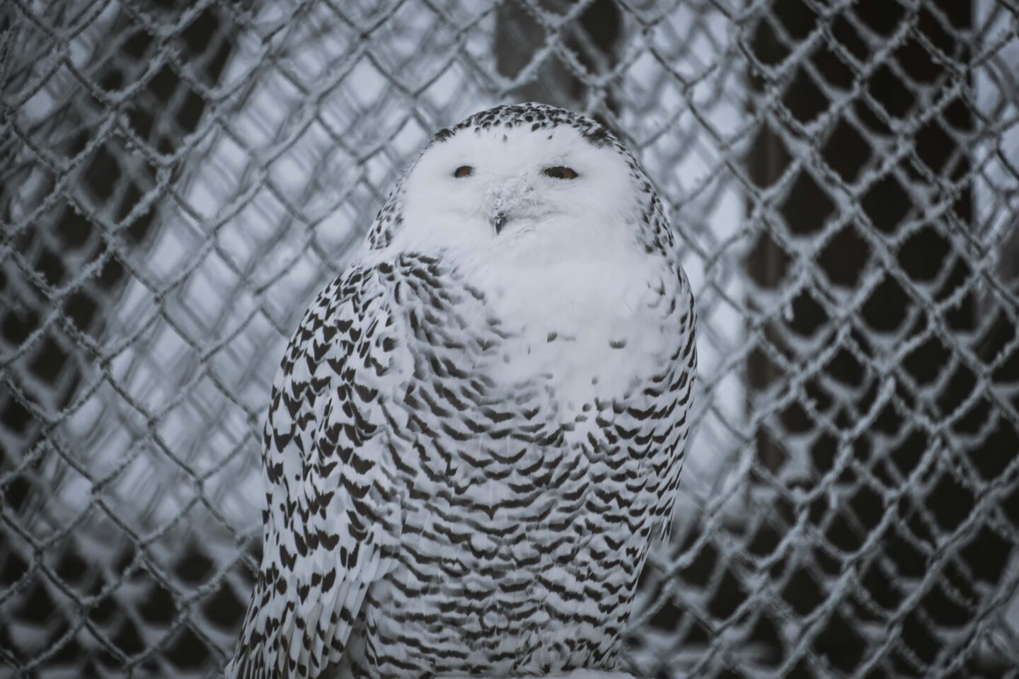 StayLapland Ranua WildLife Zoo Park Visit 2