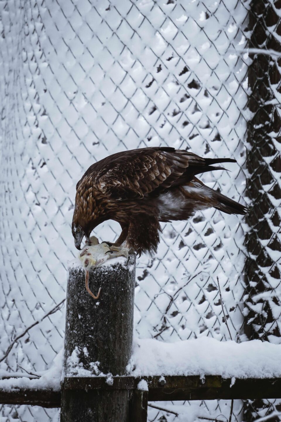 StayLapland Ranua WildLife Zoo Park Visit 3