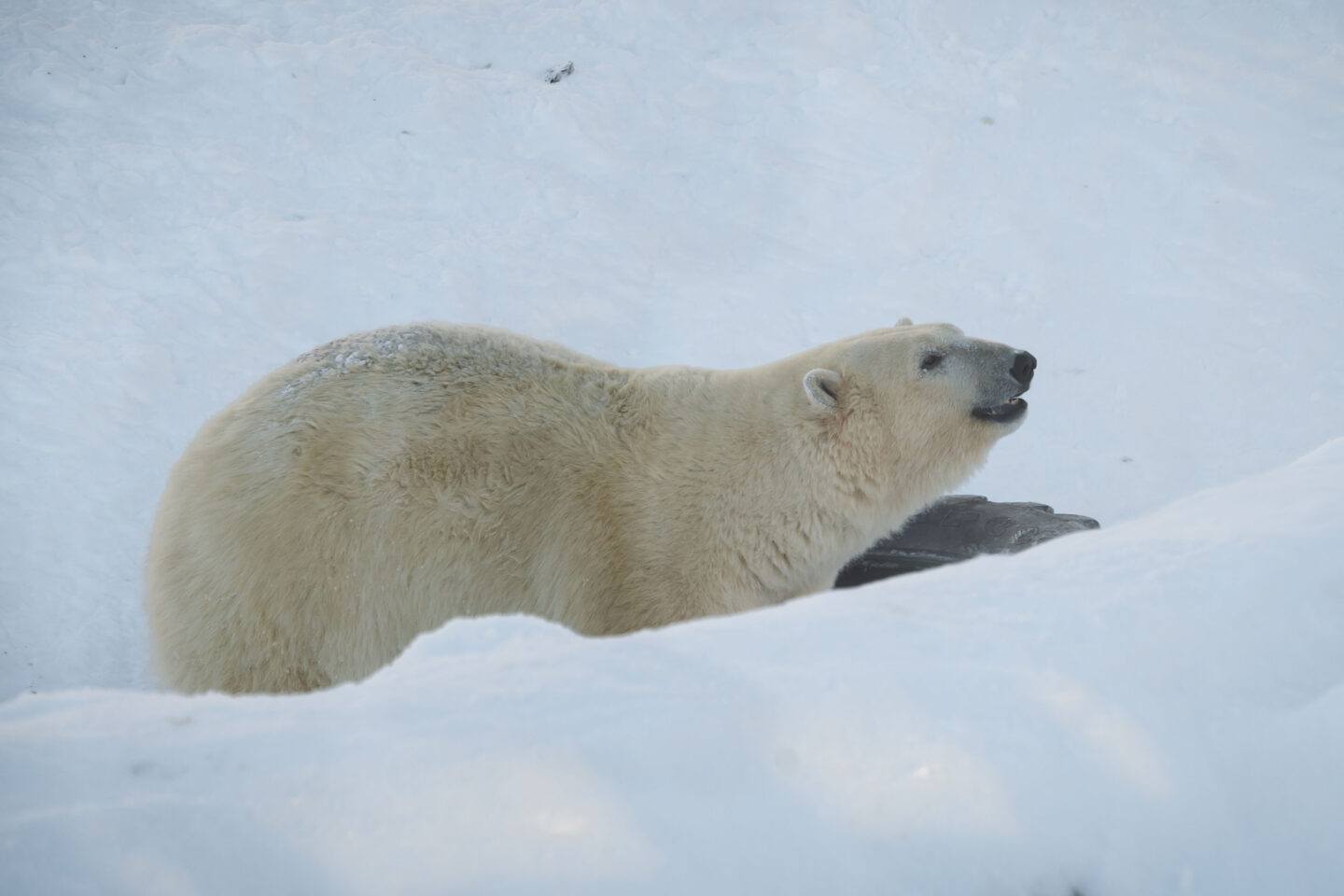 StayLapland Ranua WildLife Zoo Park Visit 7
