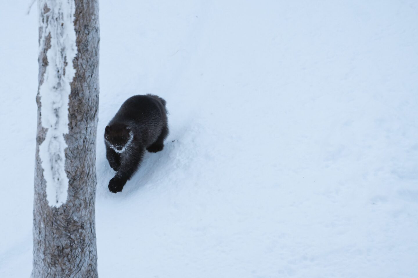 StayLapland Ranua WildLife Zoo Park Visit 8