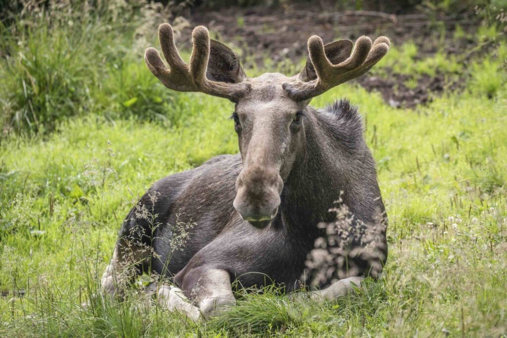 StayLapland Ranua Wildlife Zoo Park Summer Visit from Rovaniemi, Lapland, Finland.