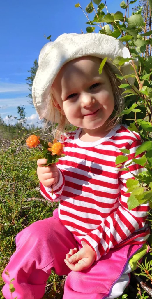 StayLapland Wild Berry Hunt activity. Berry picking safari, berry picking tour in rovaniemi, lapland, finland. Kuoksa wilderness park. cloudberry