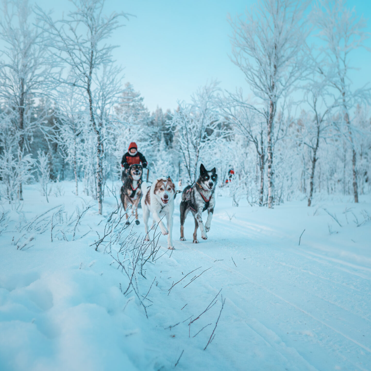 Husky Rovaniemi, Kuoksa Husky Park. Husky ride, husky tour, husky safari, husky activity, lapland.
