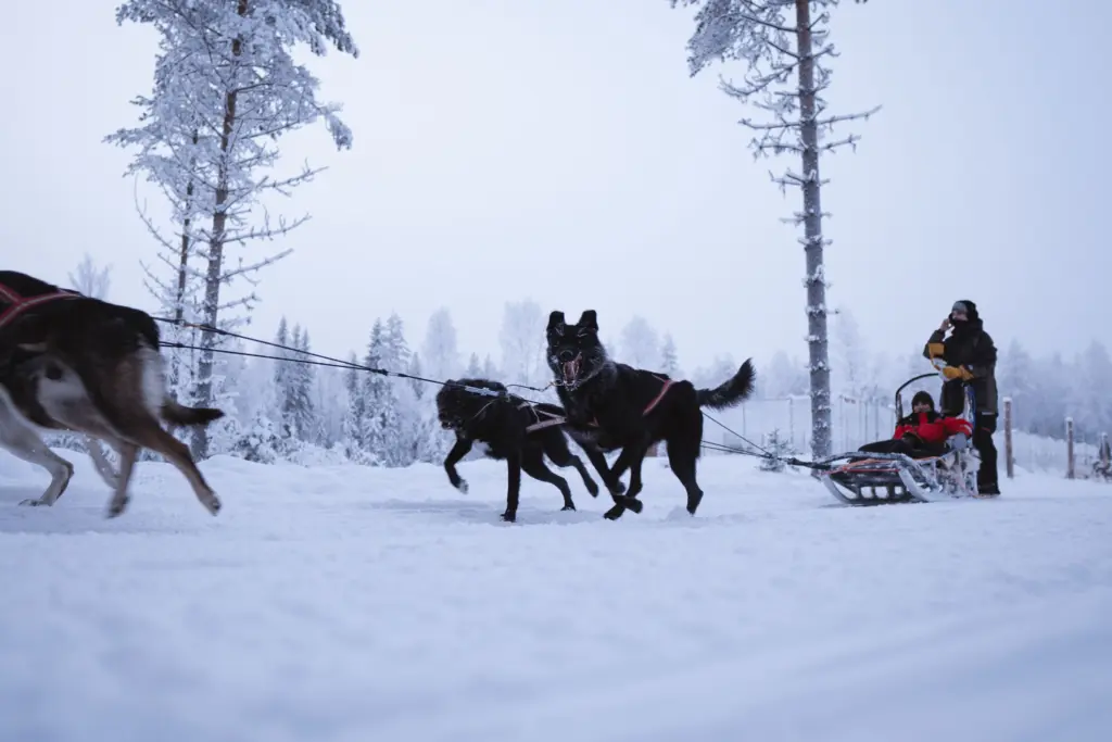 Arctic Paws 2.5 km Family Friendly Husky Ride at Lapland Winter Park