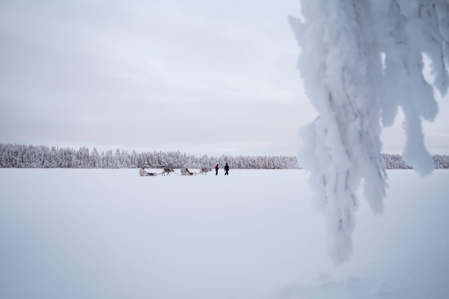 StayLapland Ice Fishing With Reindeer Safari in Rovaniemi