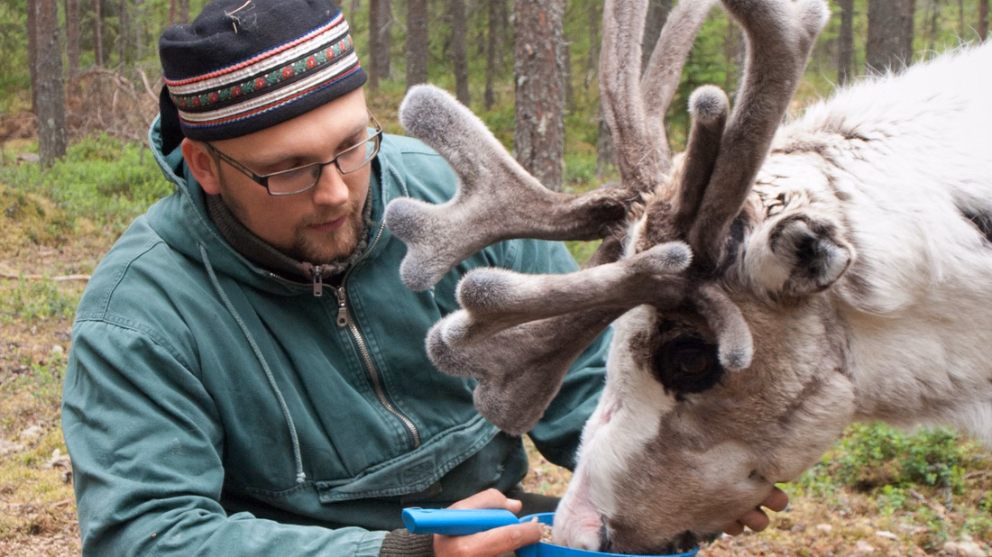 Visit of authentic reindeer farm in summer / autumn with StayLapland