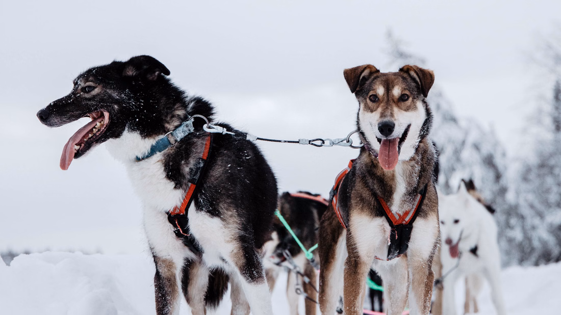 Running with the Pack, 5km Husky tour with a Kennel visit with StayLapland