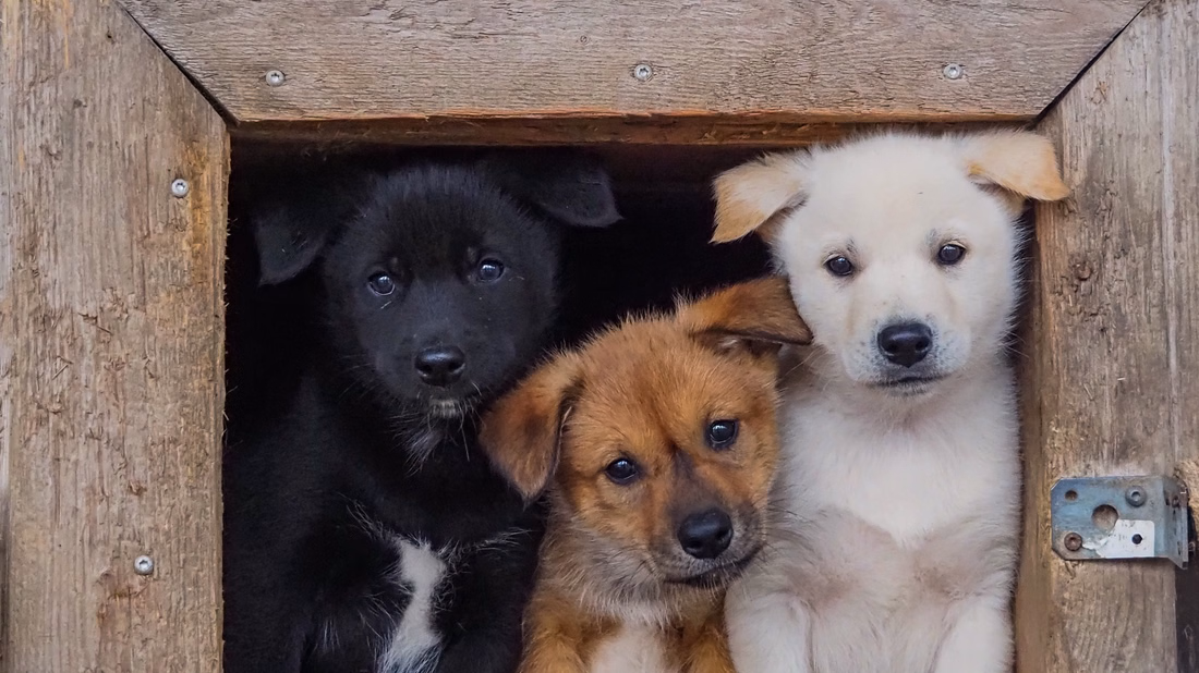 The Life of the Husky Summer tour with StayLapland