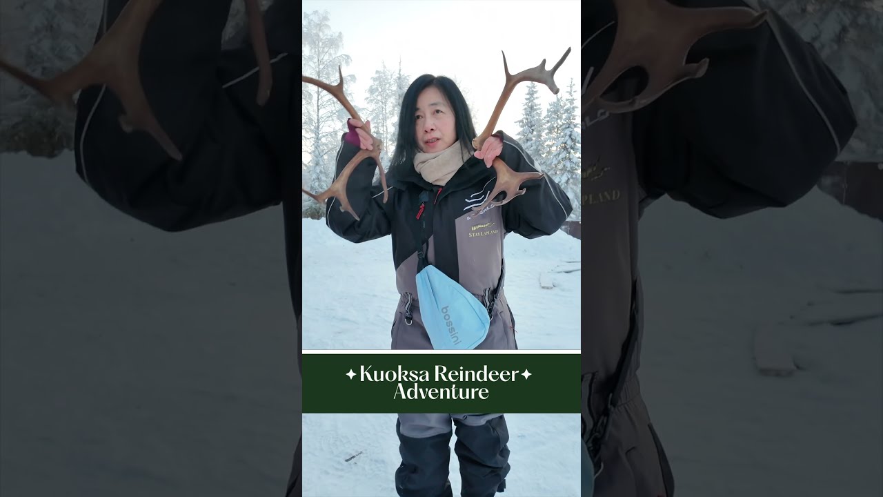 Kuoksa Reindeer Adventure in the forest near Rovaniemi